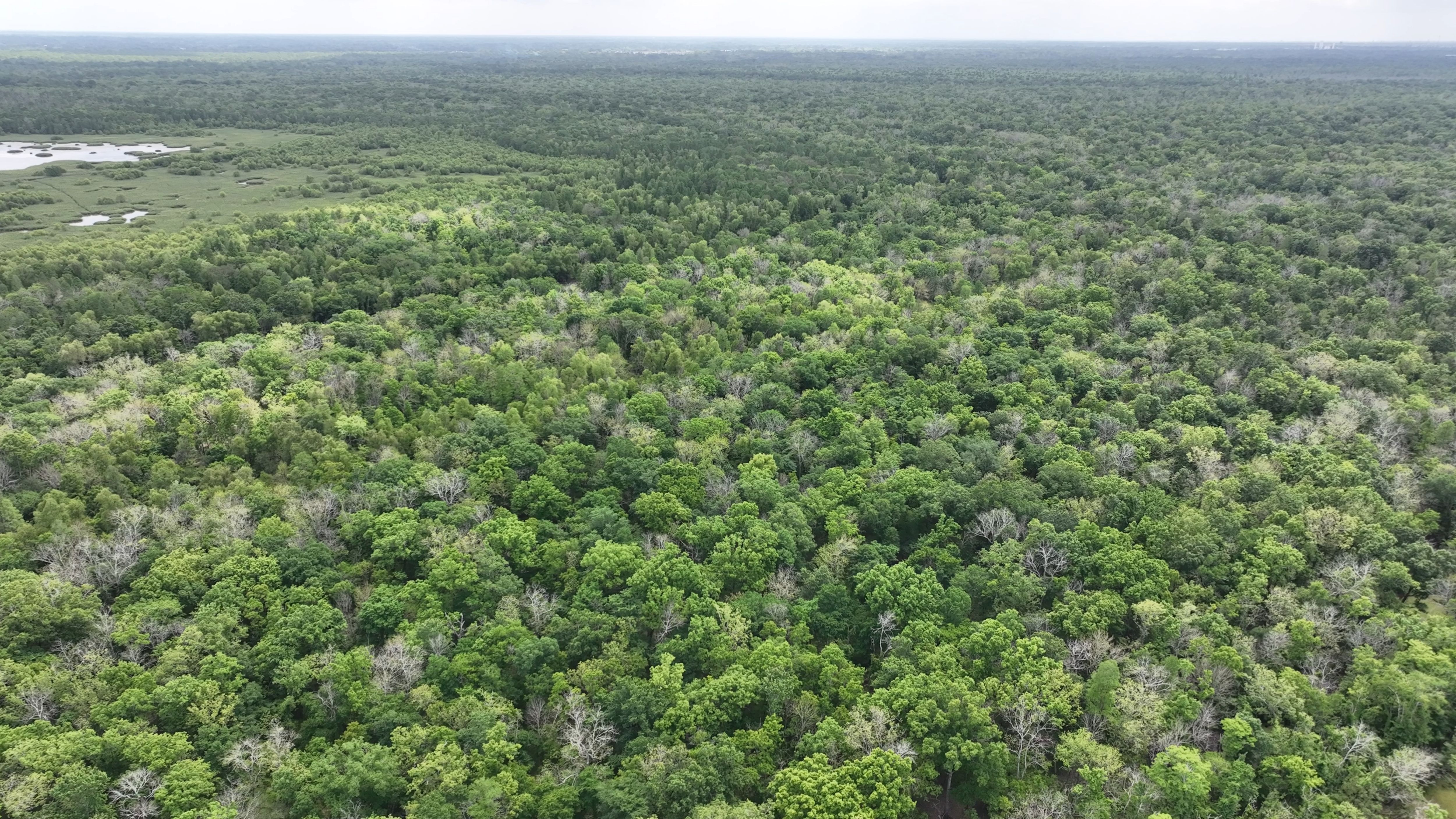 Listing Photo: Hardwood Hunting Land